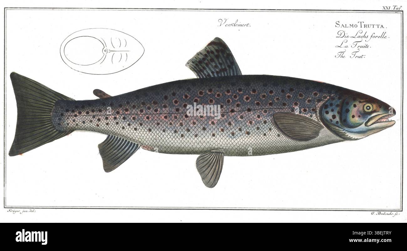 Bloch TAF 21, publié en 1784, contribue au travail approfondi de Marcus Elieser Bloch sur la vie marine à travers des illustrations détaillées de poissons. Ce travail est important dans le domaine de l'ichtyologie et de la recherche marine. Banque D'Images