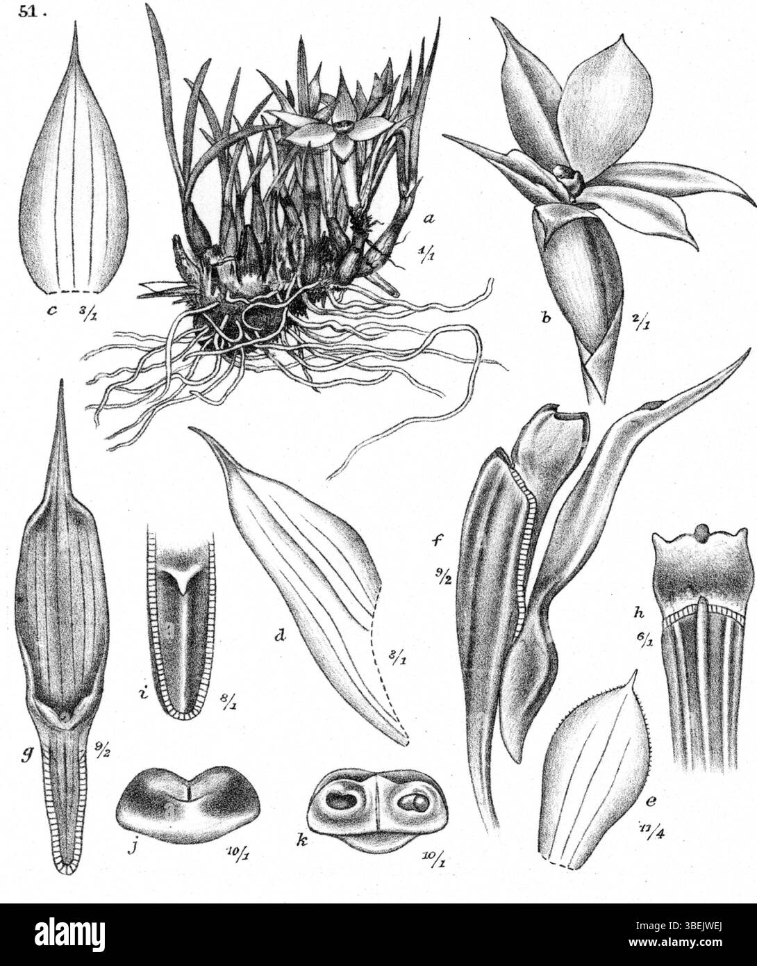 Cette illustration botanique de Johannes Jacobus Smith représente *Dendrobium subuliferum*, une espèce d'orchidée originaire de Nouvelle-Guinée. Il a été publié en 1913 dans la série *Nova Guinea*, offrant un aperçu précieux de la flore de la région. Banque D'Images