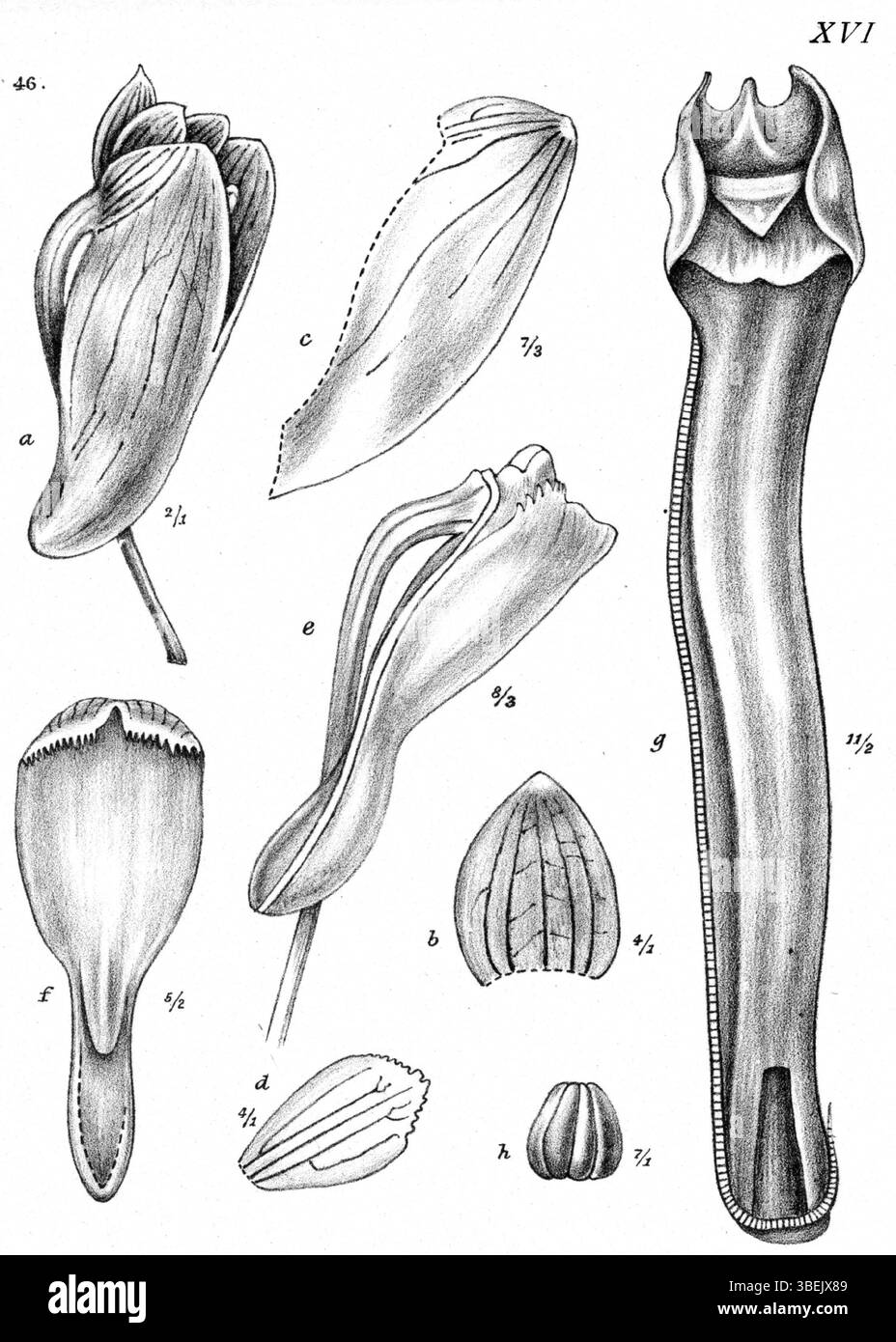 Cette illustration botanique de Johannes Jacobus Smith en 1913 montre *Dendrobium baeuerlenii*, une espèce d'orchidée de Nouvelle-Guinée, dans la planche 16 de la série *Nouvelle-Guinée*. Banque D'Images