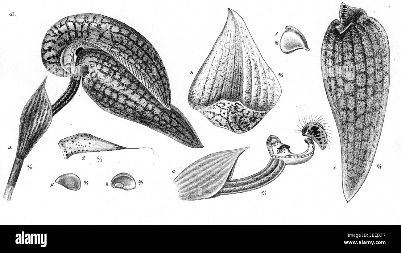 Bulbophyllum fritillariiflorum, une espèce découverte par Johannes Jacobus Smith en 1913, fait partie de la collection de Nouvelle-Guinée. L'illustration botanique de la publication met en évidence ses caractéristiques uniques. Banque D'Images