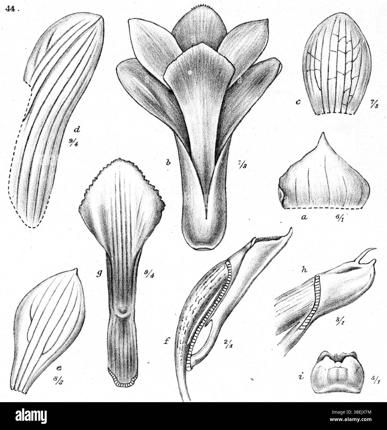 Johannes Jacobus Smith a illustré en 1913 *Dendrobium crenatifolium*, une espèce d’orchidée originaire de Nouvelle-Guinée, qui met en valeur les caractéristiques uniques de la fleur. L’œuvre botanique souligne la forme de la fleur et sa place dans la classification scientifique. Banque D'Images