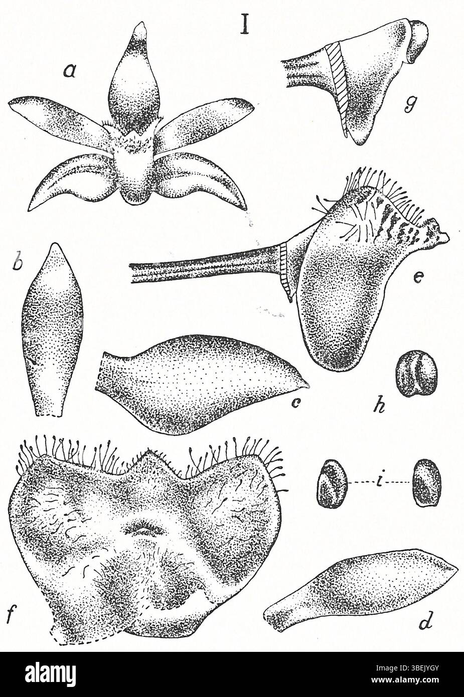 Trichoglottis à Thrixspermum (Hook.F.) Kuntze est une espèce d'orchidée présentée dans *Tafeln Javanischer Orchideen* (1924) de Johannes Jacobus Smith. Onglet 15, fig. Je présente une illustration détaillée de la morphologie unique de la plante. Banque D'Images