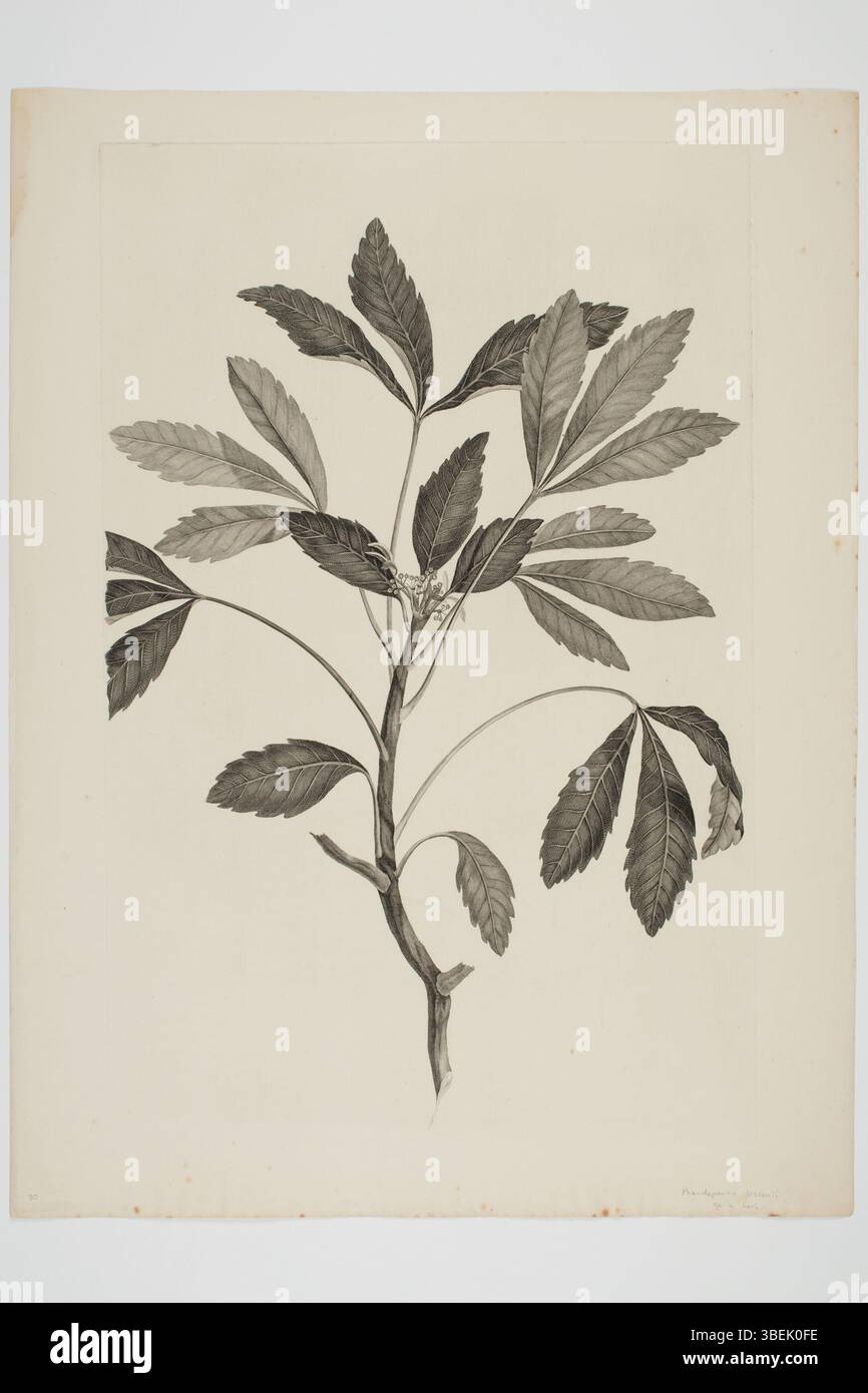 *Pseudopanax lessonii* est une gravure botanique de Sydney Parkinson, créée lors du voyage de l'Endeavour en mer du Sud entre 1768 et 1771. L'illustration, qui fait partie de la collection du musée d'Auckland, montre les caractéristiques distinctives des espèces végétales découvertes par Joseph Banks et Daniel Solander. Banque D'Images