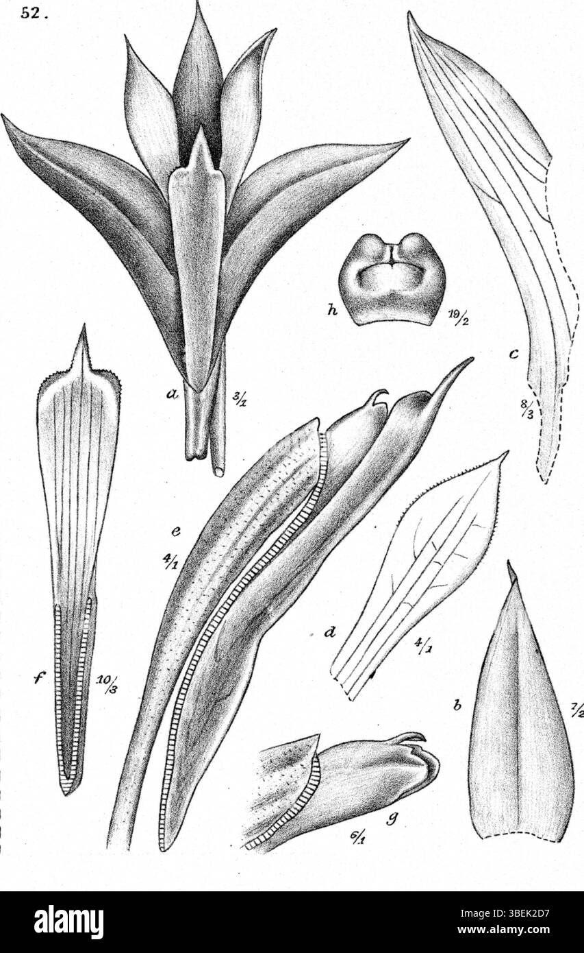 Cette illustration de Johannes Jacobus Smith de 1913 représente *Dendrobium rupestre*, une orchidée de Nouvelle-Guinée. L'œuvre d'art capture les caractéristiques uniques de l'orchidée, contribuant à la documentation des diverses espèces végétales de la région. Banque D'Images