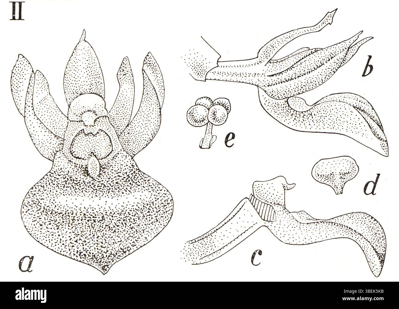 Adenoncos sumatrana, une espèce d'orchidée de Sumatra, en Indonésie, est illustrée dans *icones Orchidacearum Malayensium* (1938) de Johannes Jacobus Smith. L'illustration met en évidence les caractéristiques de l'espèce dans son environnement naturel. Banque D'Images