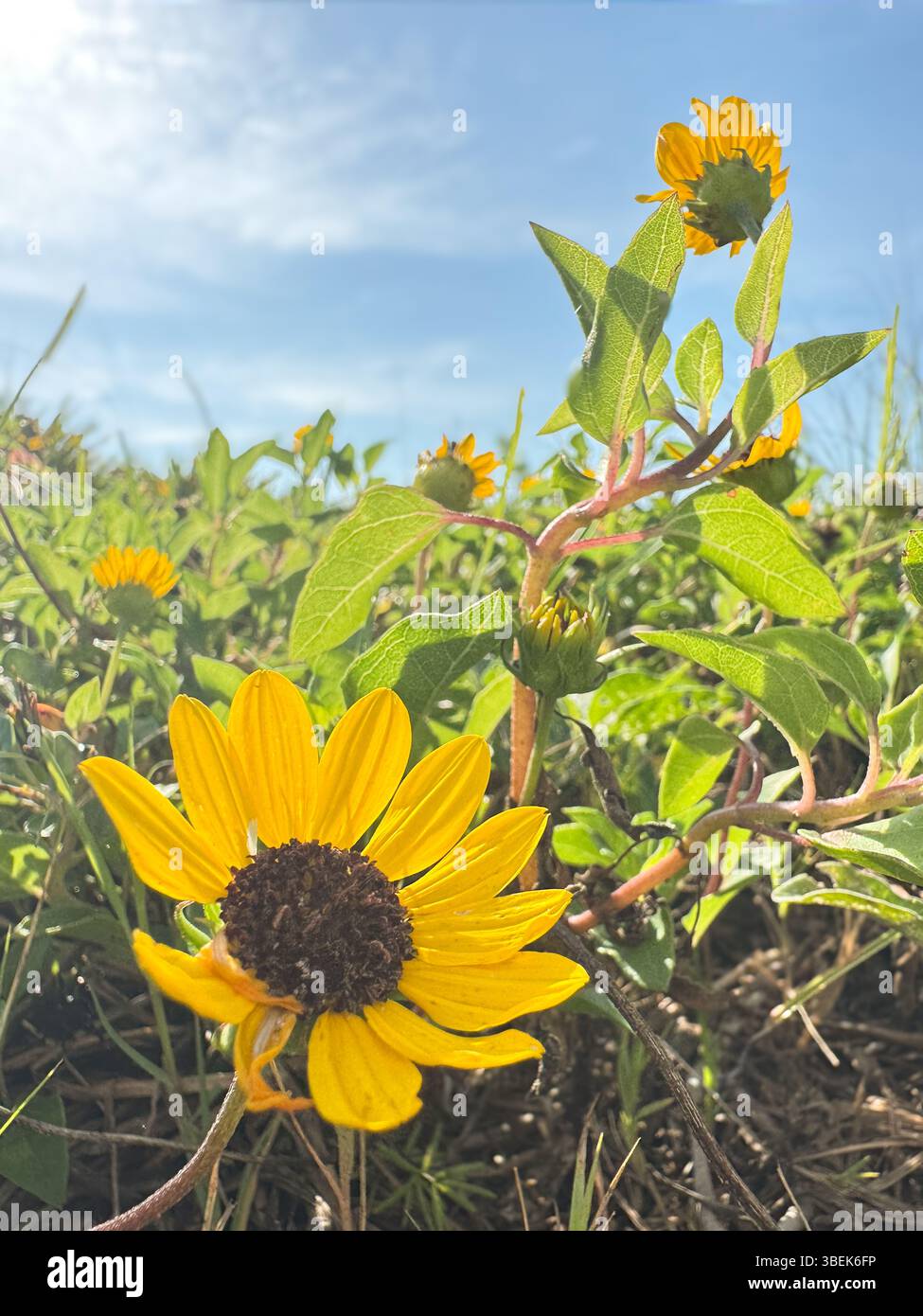 Des fleurs sauvages jaune vif fleurissent dans les dunes de sable côtières sous un ciel bleu clair. Ce gros plan capture l'énergie vibrante de la nature balnéaire, évoquant - Image de stock capturée avec un smartphone