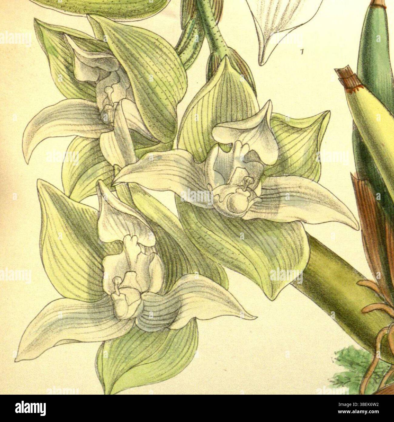 Illustration de la plante 'Trevoria chloris' par Matilda Smith (M. S. del.), lithographiée par John Nugent Fitch, publiée en 1901. Remarque : l'illustration montre 'Trevoria lehmannii' au lieu de 'T. chloris'. Banque D'Images