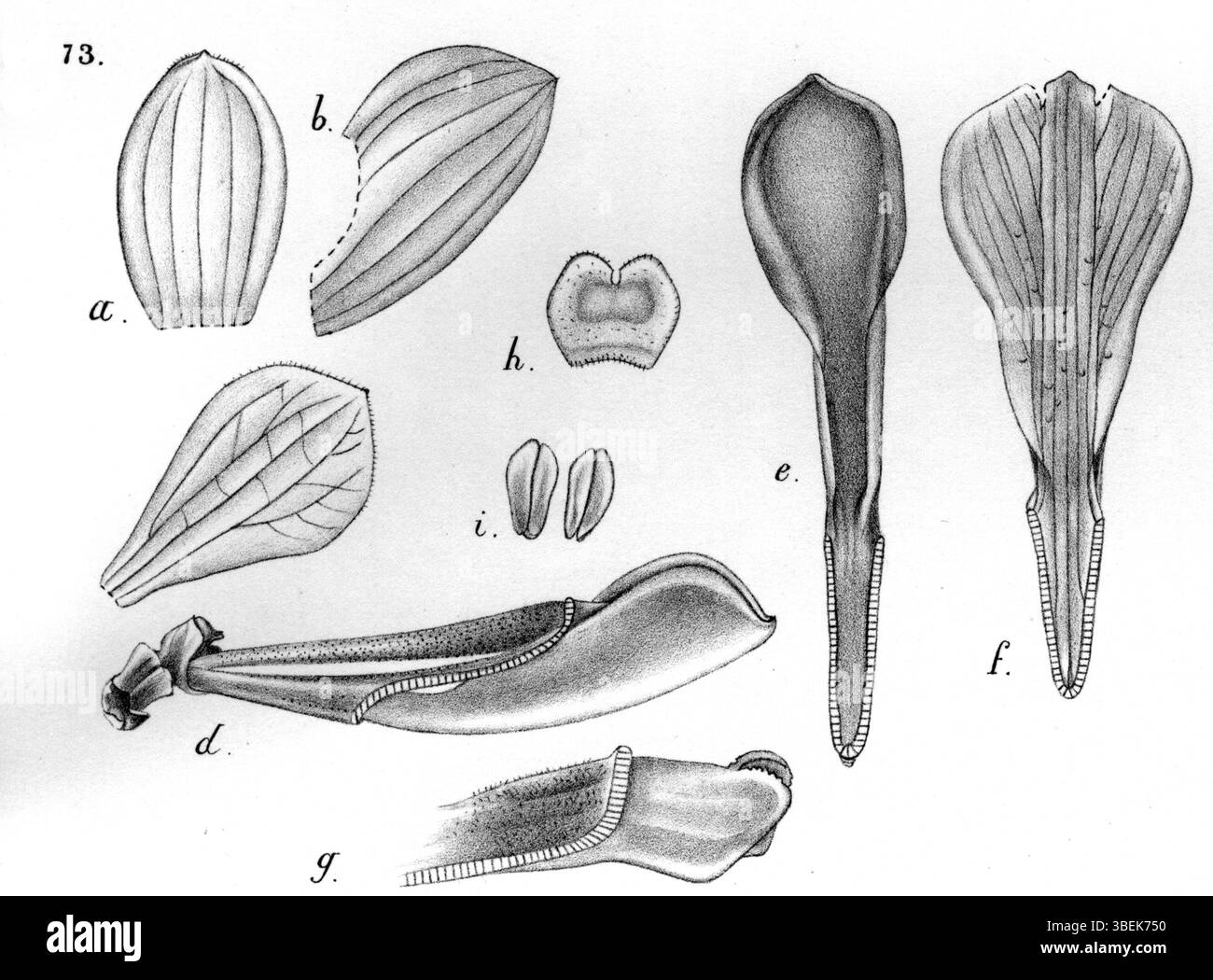 Cette illustration botanique de *Dendrobium cuthbertsonii*, anciennement connu sous le nom de *Dendrobium atromarginatum*, a été créée par Johannes Jacobus Smith en 1929. Il fait partie de la série *Nova Guinea*, mettant en évidence les caractéristiques natives de l'orchidée et son importance scientifique. Banque D'Images