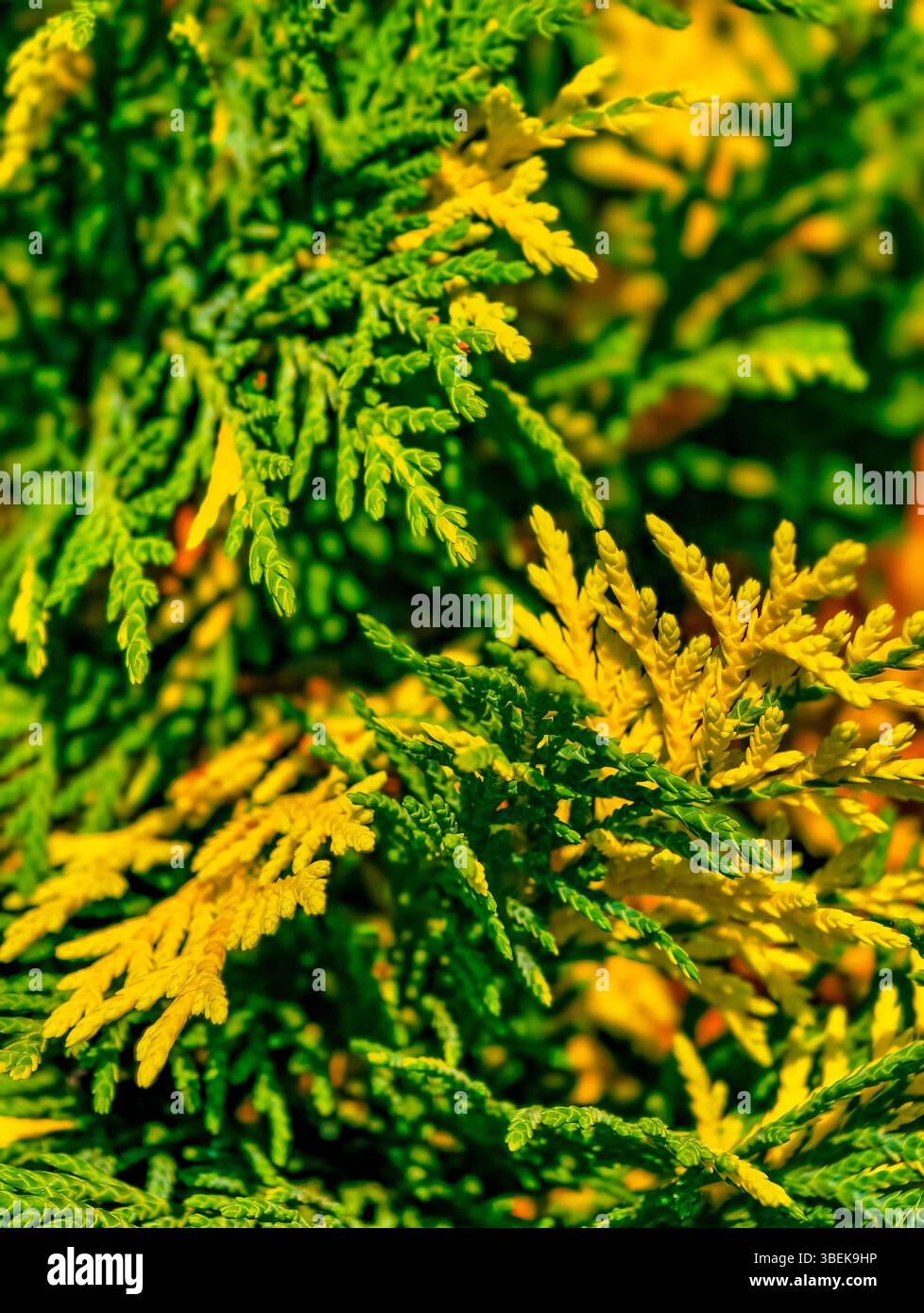 Gros plan vibrant de feuillage vert et jaune : une étude de texture riche de plantes de conifères parfait pour la photographie botanique et l'appréciation de la nature Banque D'Images