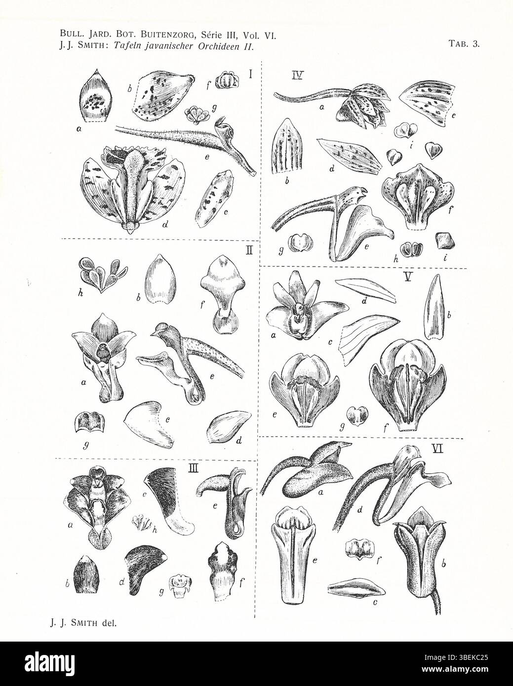Cette plaque tirée de l'œuvre botanique de Johannes Jacobus Smith de 1924 présente plusieurs espèces d'orchidées javanaises, dont Mycaranthes tjadasmalangensis, Pinalia rhynchostyloides et Aeridostachya acuminata. L'illustration présente leurs traits floraux distincts et sert de référence pour la taxonomie des orchidées. Banque D'Images