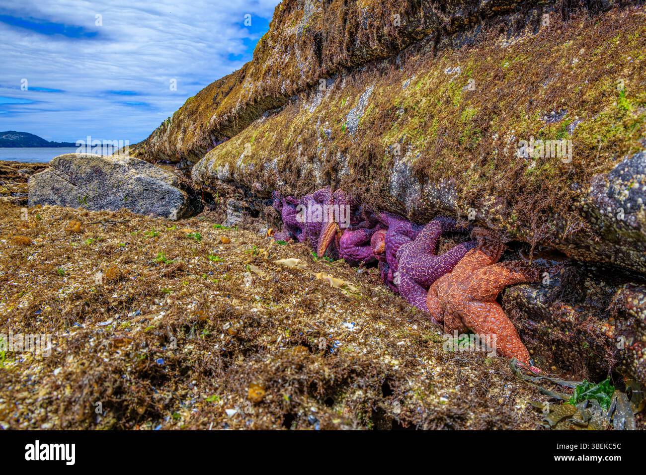 Étoiles de mer ocre orange et violettes (Pisaster ochraceus) exposées à marée basse Banque D'Images