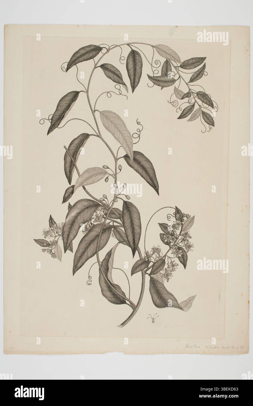 Gravure Parkinson de Sydney de Passiflora tetranda, un spécimen botanique recueilli pendant les voyages en mer du Sud de Joseph Banks et Daniel Solander. Le spécimen a été prélevé entre 1768 et 1771 à bord de l'Endeavour. La gravure fait partie de la collection du musée d'Auckland, imprimée à l'encre sur papier. Banque D'Images