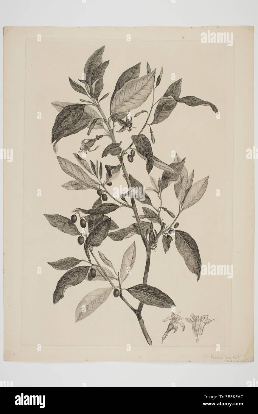 Gravure de Fuchsia excorticata, spécimen botanique recueilli entre 1768 et 1771 par Joseph Banks et Daniel Solander pendant le voyage Endeavour. Cette illustration de Sydney Parkinson fait partie de la collection du musée d'Auckland, présentant le format encre et papier des estampes botaniques du XVIIIe siècle. Banque D'Images