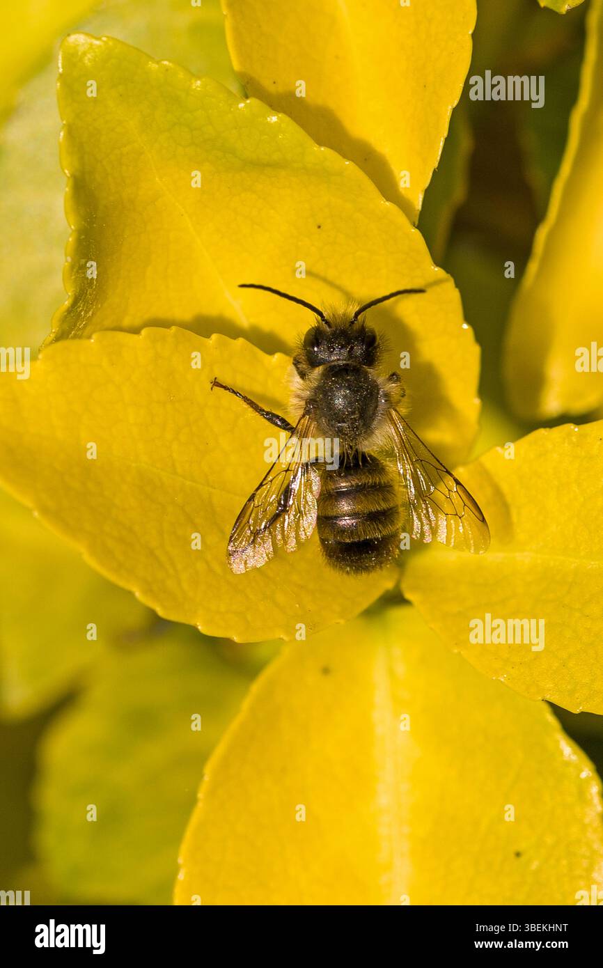 une abeille maçon rouge sur une feuille jaune à la lumière du soleil Banque D'Images