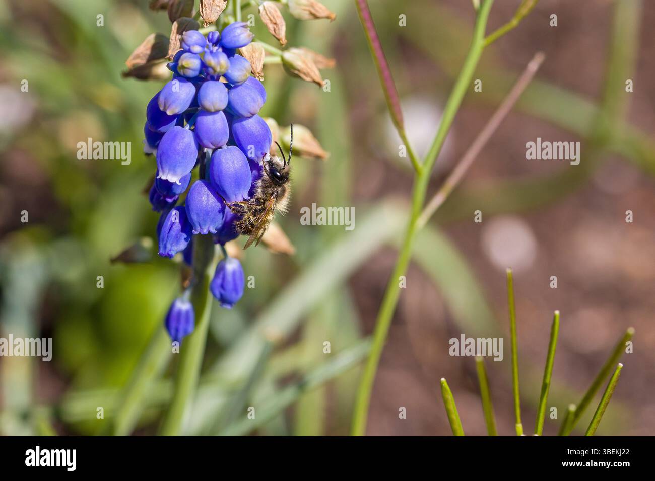 une abeille minière cendrée ou andrena sur les fleurs bleues du muscari au soleil Banque D'Images
