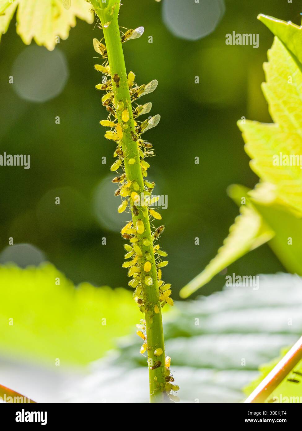 beaucoup de jeunes et vieux pucerons verts et une fourmi sur une tige de feuille verte Banque D'Images
