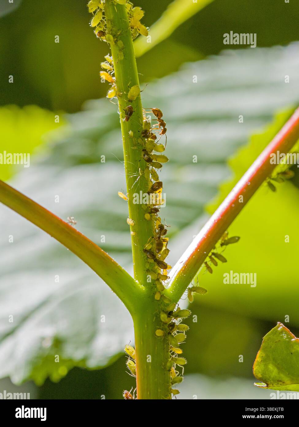 beaucoup de jeunes et vieux pucerons verts et une fourmi sur une tige de feuille verte Banque D'Images