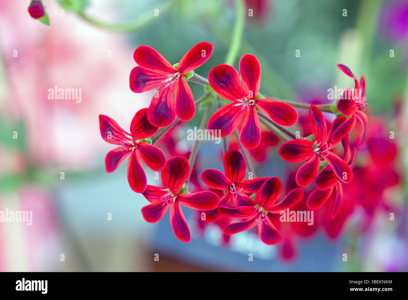les fleurs rouges et noires d'un géranium avec le nom ardens Banque D'Images