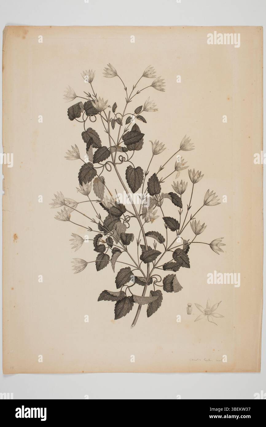 Cette gravure de Sydney Parkinson, créée lors du voyage Endeavour de 1768-1771, représente le spécimen botanique Clematis forsteri. L'illustration a été réalisée à partir de plantes récoltées par Joseph Banks et Daniel Solander. Banque D'Images