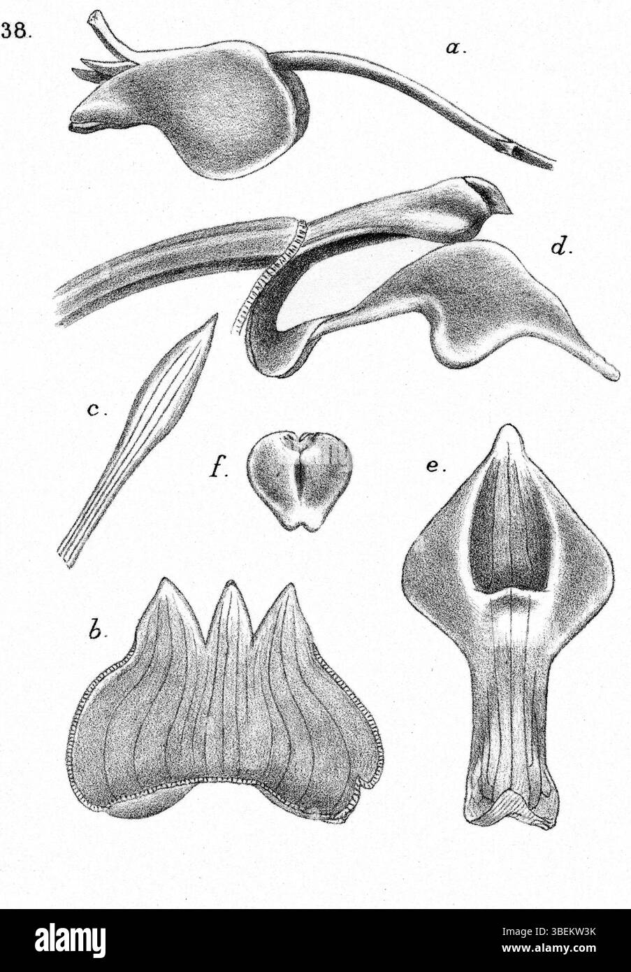 L'illustration botanique de 1929 de Johannes Jacobus Smith (1867–1947) représente *Mediocalcar bifolium*, une espèce originaire de Nouvelle-Guinée. Le travail détaillé met en évidence la structure et les caractéristiques uniques de l’usine. Banque D'Images
