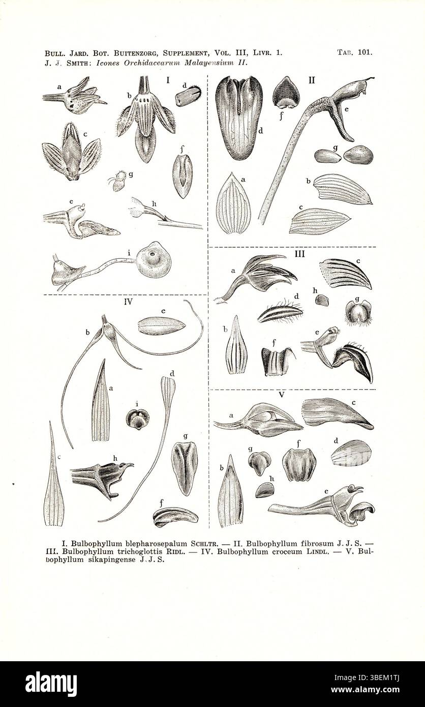 Illustration botanique de 1938 par Johannes Jacobus Smith représentant diverses espèces d'orchidées Bulbophyllum dans des dessins scientifiques détaillés. Banque D'Images