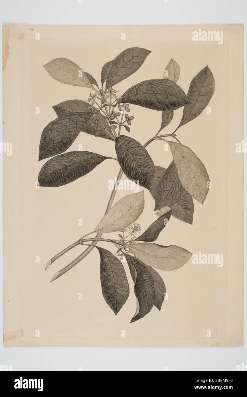 Cette gravure de Sydney Parkinson, réalisée en 1768-1771, illustre le spécimen botanique Coprosma robusta, récolté lors des voyages en mer du Sud de l'Endeavour. L’œuvre fait partie de la collection de peintures et dessins du Musée d’Auckland. Il mesure 500 x 375 mm et est une représentation des espèces végétales indigènes de Nouvelle-Zélande. Banque D'Images