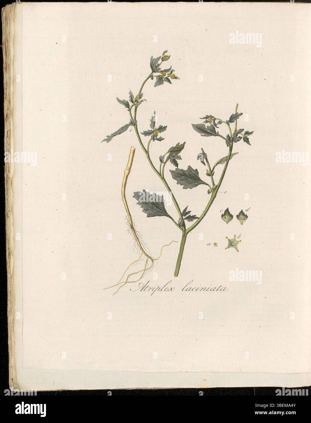 La planche 0280 de Flora Batava volume 4 présente Atriplex laciniata, connu en néerlandais sous le nom de Slippige Melde ou Gelobde Melde, une espèce végétale halophyte trouvée dans les régions côtières. Banque D'Images
