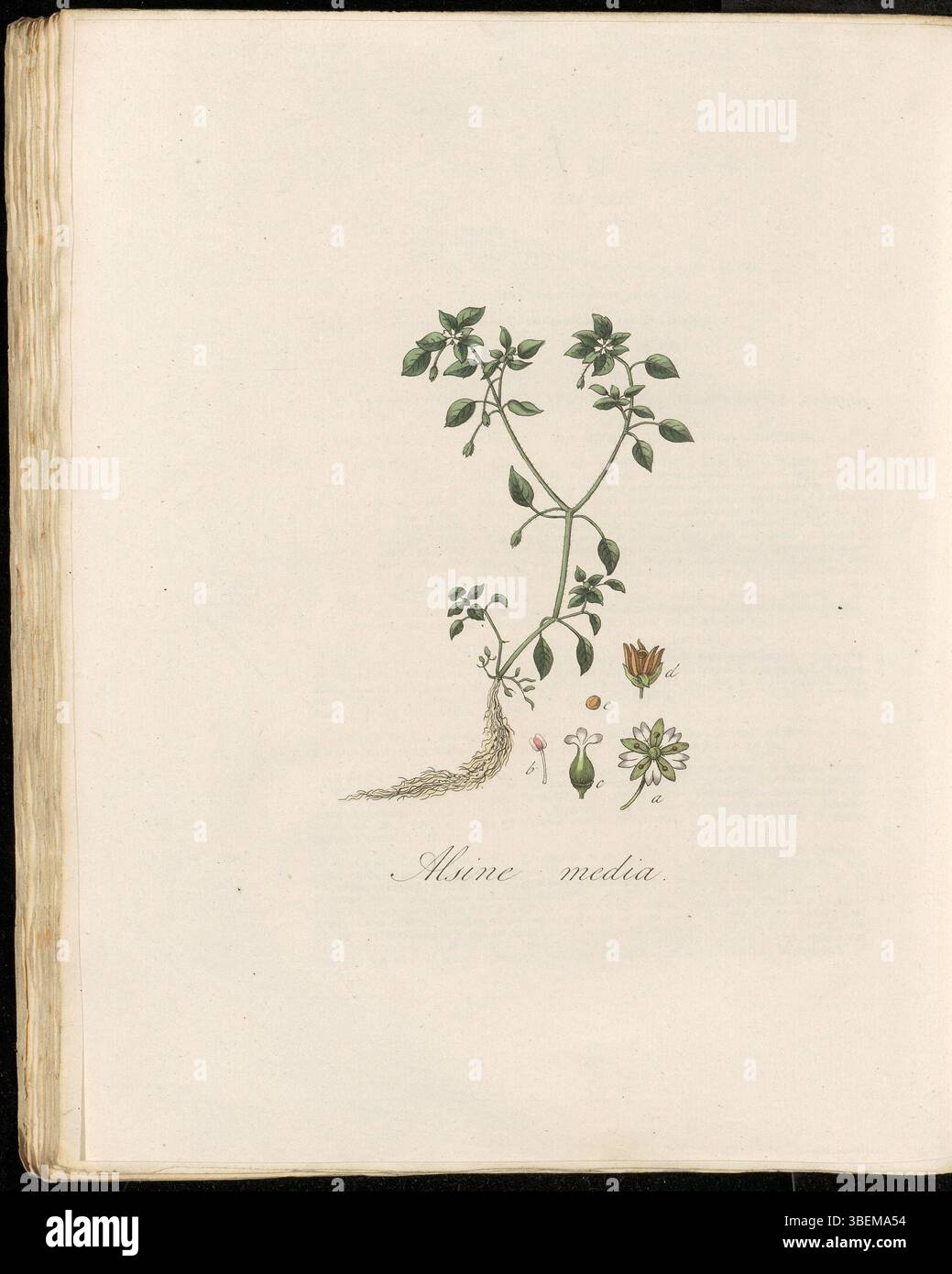 La planche 0282 de Flora Batava volume 4 présente des milieux alsine, maintenant connus sous le nom de Stellaria media, communément appelés en néerlandais Vogelmuur ou Gemeene Muur, une plante à fleurs commune de la famille des Caryophyllaceae. Banque D'Images