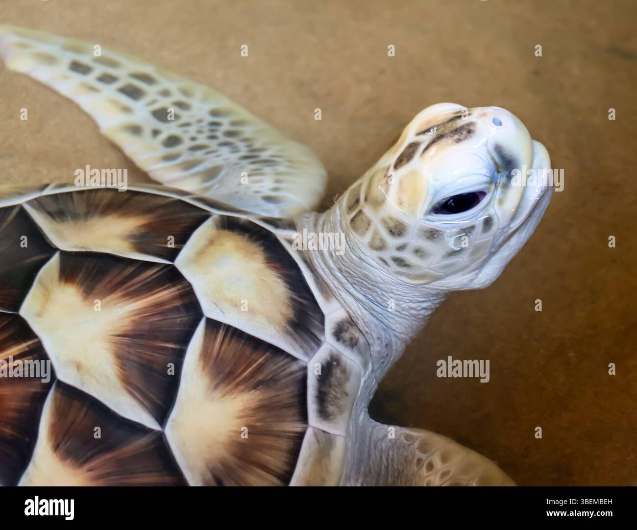 Jeune tortue de mer (juvénile) nageant ou flottant dans l'eau. L'image fournit une vue détaillée de la tête de la tortue, de l'oeil, de la nageoire avant. Banque D'Images