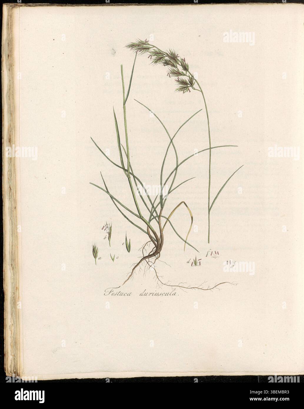 Festuca duriuscula, maintenant classée sous Festuca ovina agg., figure dans Flora Batava (KB) planche 0271. Connue sous le nom de Zwenk-gras dur en néerlandais, cette espèce d'herbe fait partie de la famille de la fétuque et est souvent associée aux zones de pâturage. L'illustration est tirée du volume 4 de Flora Batava, une ressource botanique importante des XVIIIe et XIXe siècles. Banque D'Images