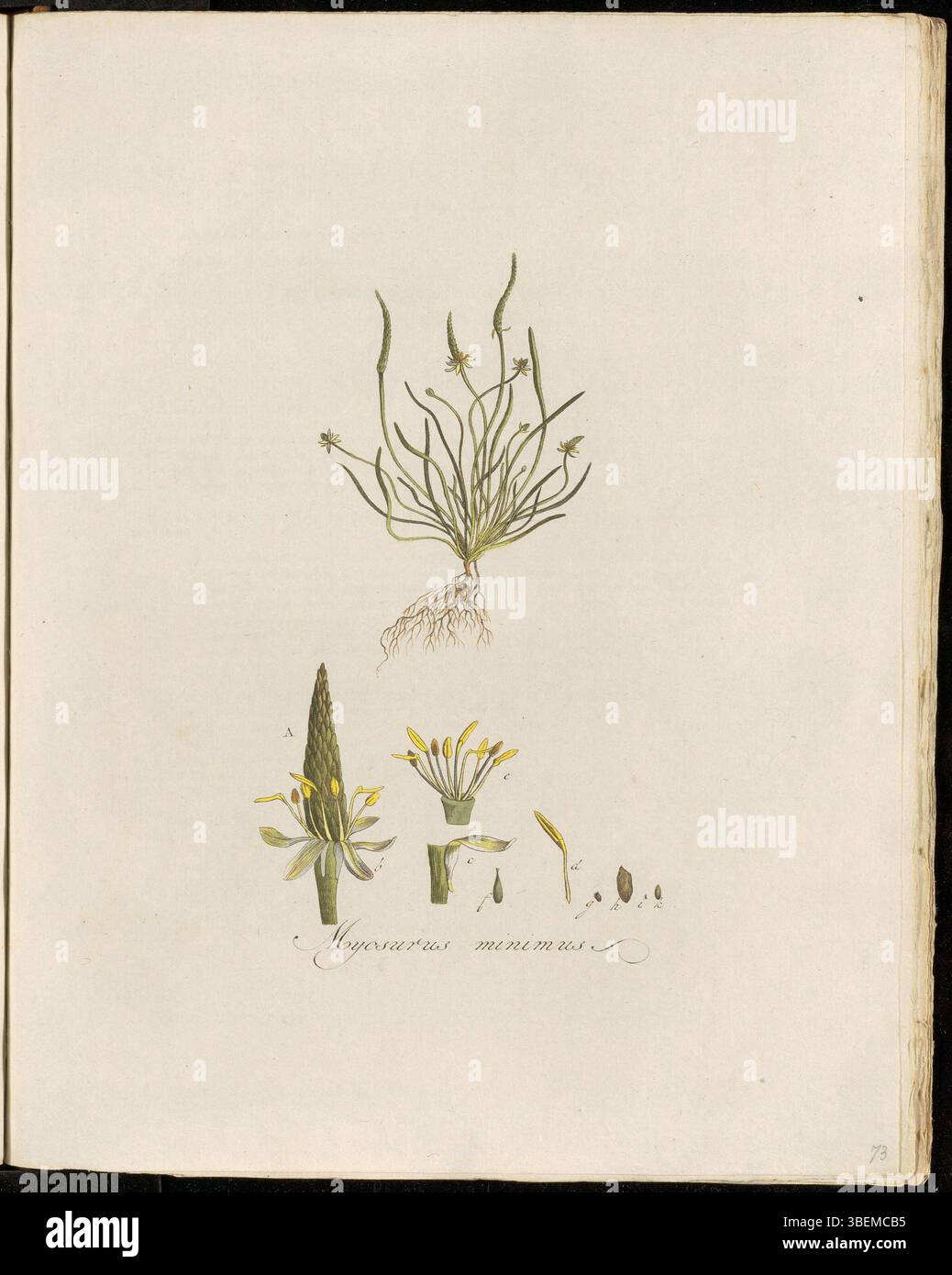 Myosurus minimus, connu sous le nom de gras Muizen-Staart ou Muizenstaart en néerlandais, est une petite plante herbacée souvent trouvée dans les prairies. Il apparaît dans la planche 0073 de *Flora Batava* dans le cadre des archives botaniques. Banque D'Images
