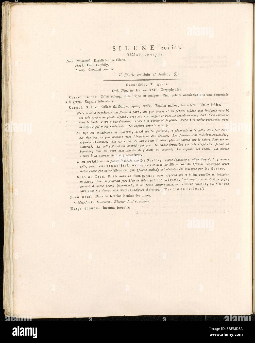 Cette illustration de *Silene conica*, de 1822, est la planche 0312 de la collection *Flora Batava* de Jan Kops. Il présente des descriptions botaniques détaillées de la plante, connue pour ses fleurs coniques. Kops était un botaniste néerlandais renommé qui a contribué de manière significative à la documentation des plantes indigènes aux pays-Bas. Banque D'Images