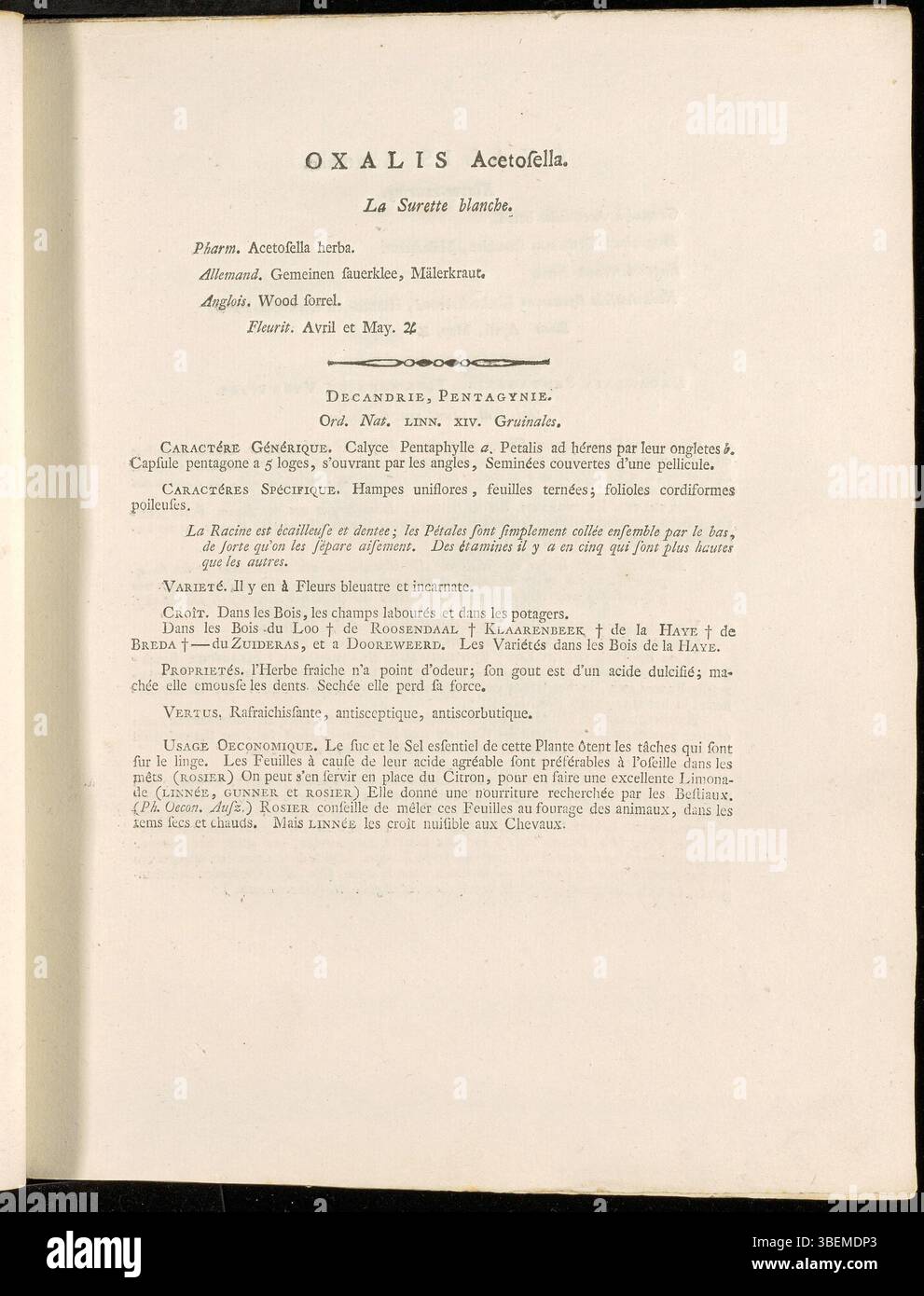 Cette illustration de Jan Kops, datant de 1800, décrit *Oxalis acetosella*, communément appelé oseille de bois, de la série *Flora Batava*. Il présente une représentation botanique détaillée de cette plante vivace trouvée dans les forêts à travers l'Europe. Banque D'Images