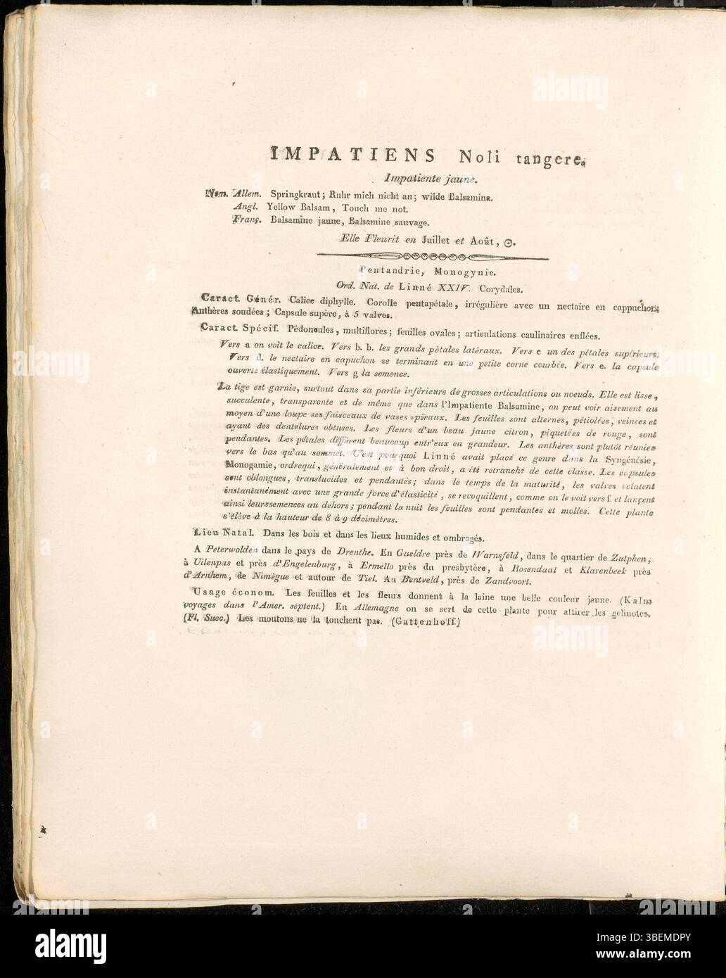Une illustration d'Impatiens noli-tangere, représentée sur la plaque Flora Batava 0316. Créée par Jan Kops en 1822, cette estampe fait partie de la série botanique néerlandaise Flora Batava. Banque D'Images