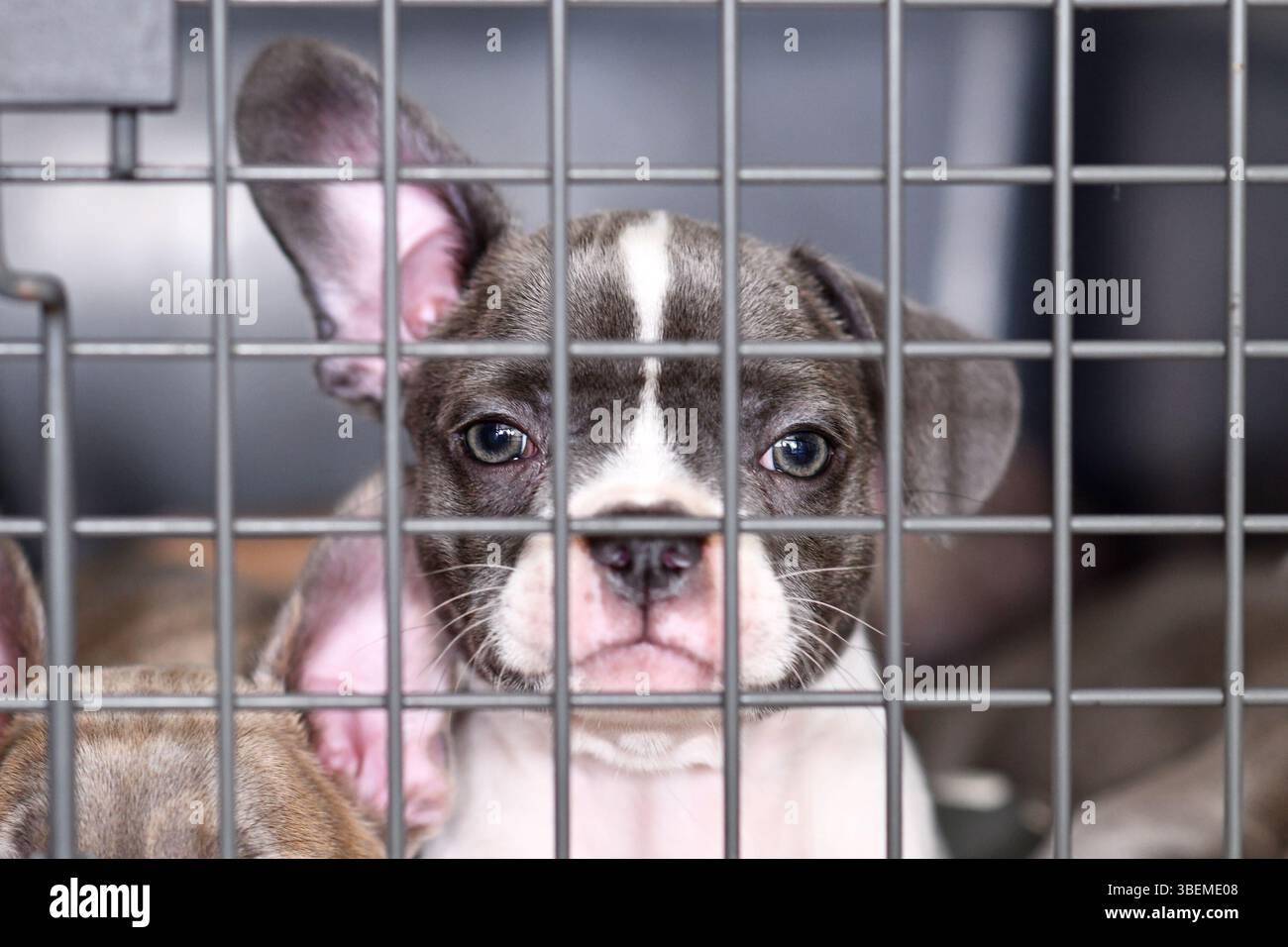 Chiot chien bouledogue français pied dans la cage derrière les barreaux Banque D'Images