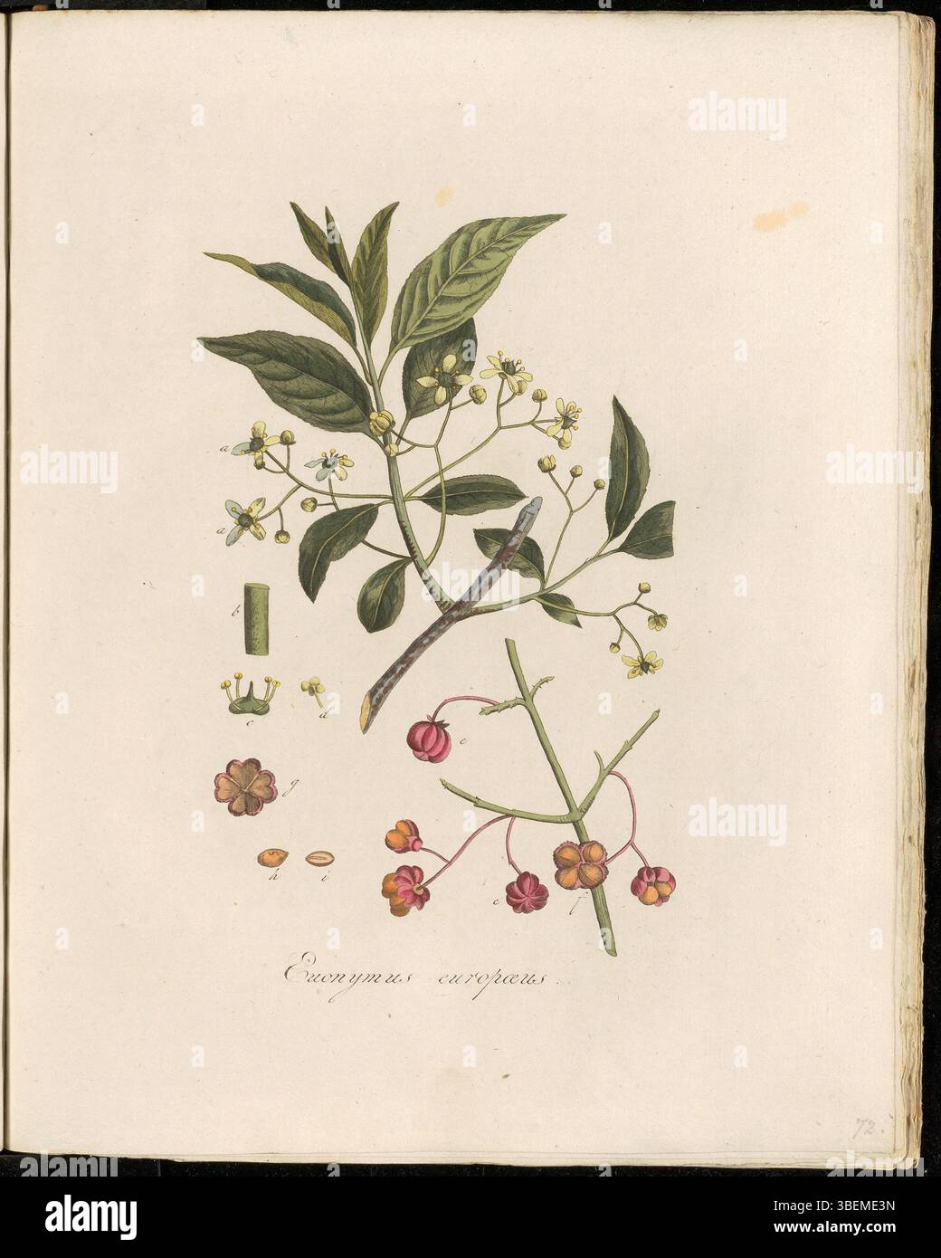 Euonymus europaeus, également connu sous le nom de Gemeene Kardinaals-MutS en néerlandais et Wilde kardinaalsmuts aujourd'hui, est un arbuste ornemental. La planche 0072 dans *Flora Batava* souligne son importance dans Botanical compris Banque D'Images