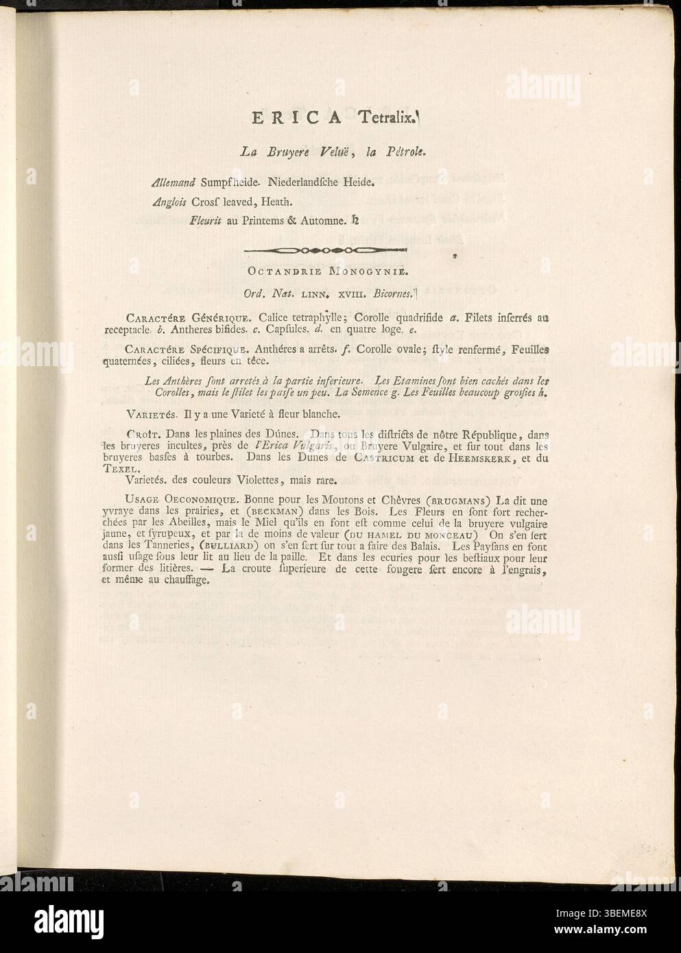 L’illustration de Jan Kops de 1800 de *Erica tetralix*, connue sous le nom de landes à feuilles croisées, met en évidence son arrangement floral caractéristique et son mode de croissance. Il est représenté dans *Flora Batava*, une référence pour la flore européenne. Banque D'Images