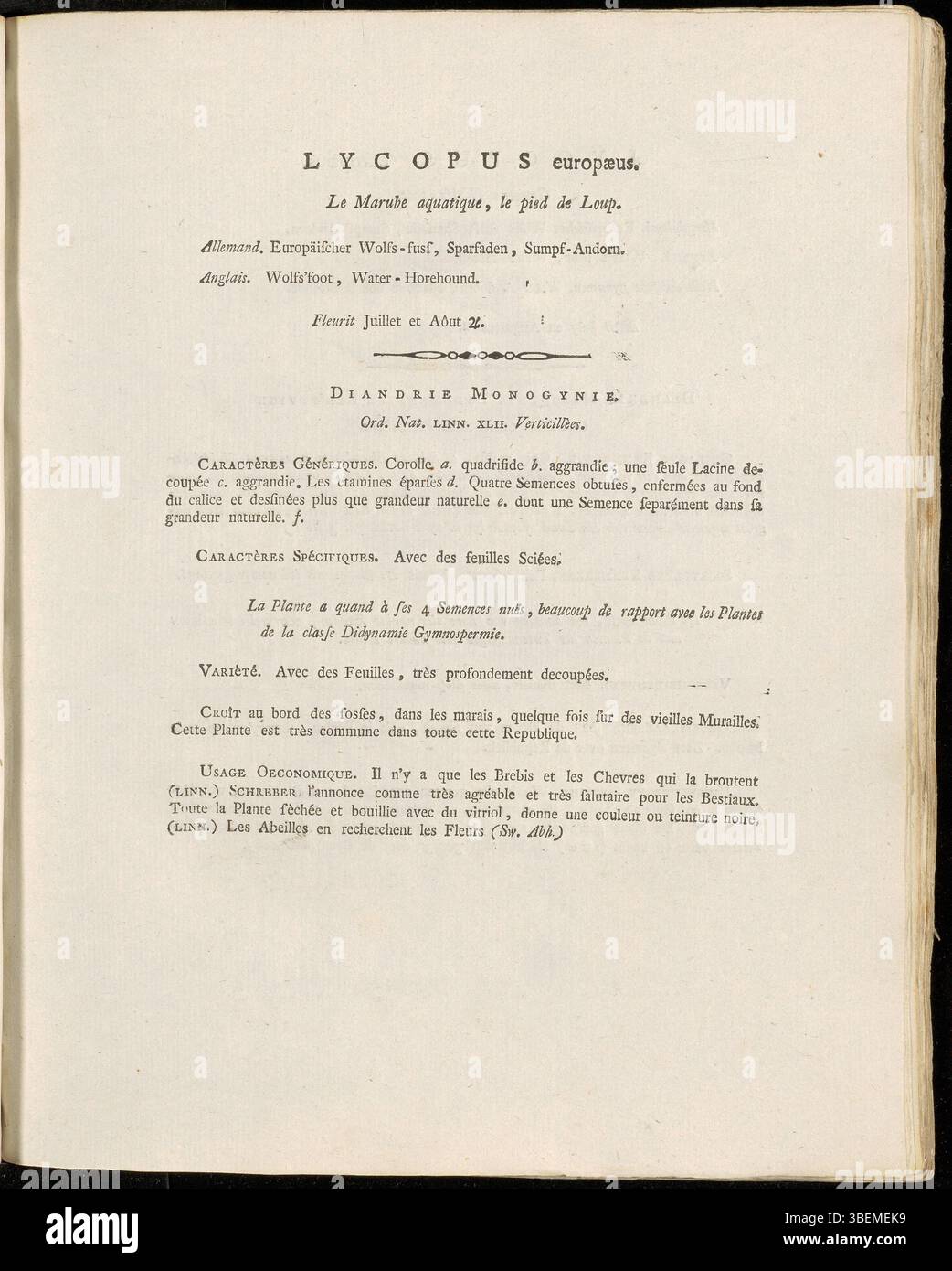 Cette illustration botanique de 1800 par Jan Kops de Lycopus europaeus, également connu sous le nom de Gipsywort, décrit les tiges carrées de la plante et la disposition spécifique des feuilles. Cette illustration fait partie de la série Flora Batava de Kops qui documente la flore européenne. Banque D'Images
