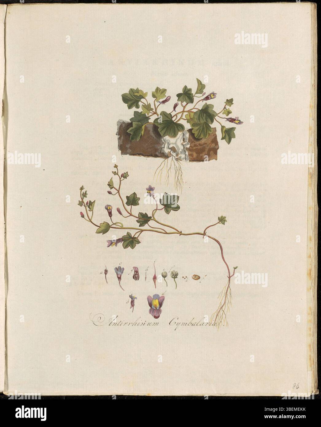 La planche 0086 de Flora Batava illustre Antirrhinum cymbalaria, maintenant classée Cymbalaria muralis. Connue sous le nom de Muur Leeuwenbek ou Muurleeuwenbek en néerlandais, cette petite plante rampante pousse sur les murs et les rochers. Georgius Jacobus Johannes van OS a créé l'illustration au début des années 1800 Banque D'Images