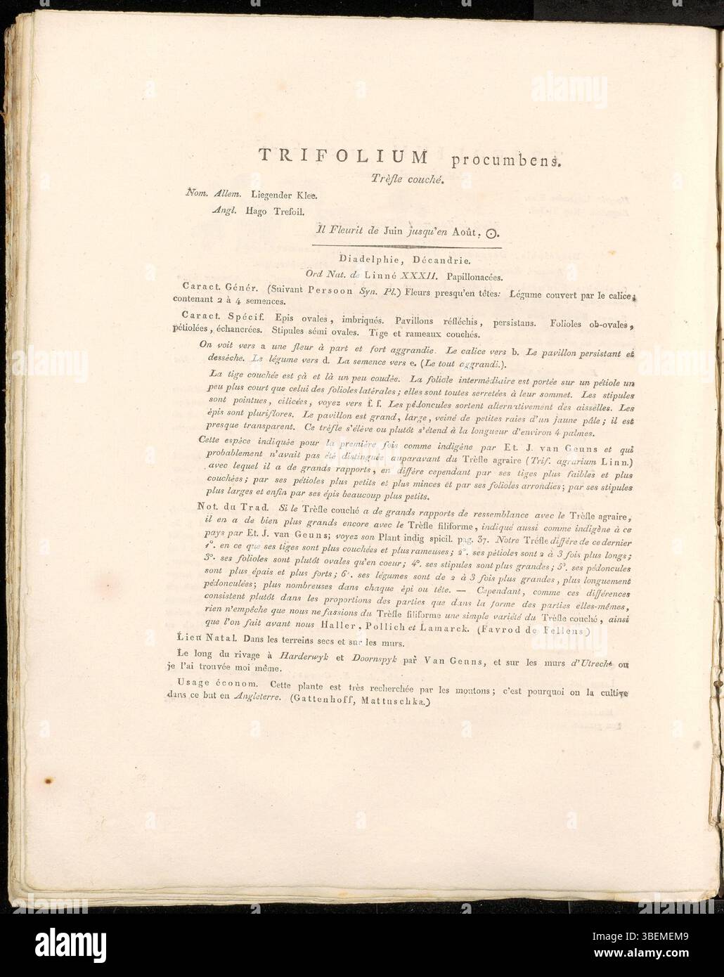 Dans cette illustration de 1822, Jan Kops représente Trifolium procumbens (aujourd'hui Trifolium campestre), une espèce de trèfle à faible croissance avec de petites fleurs blanches, originaire d'Europe. Banque D'Images