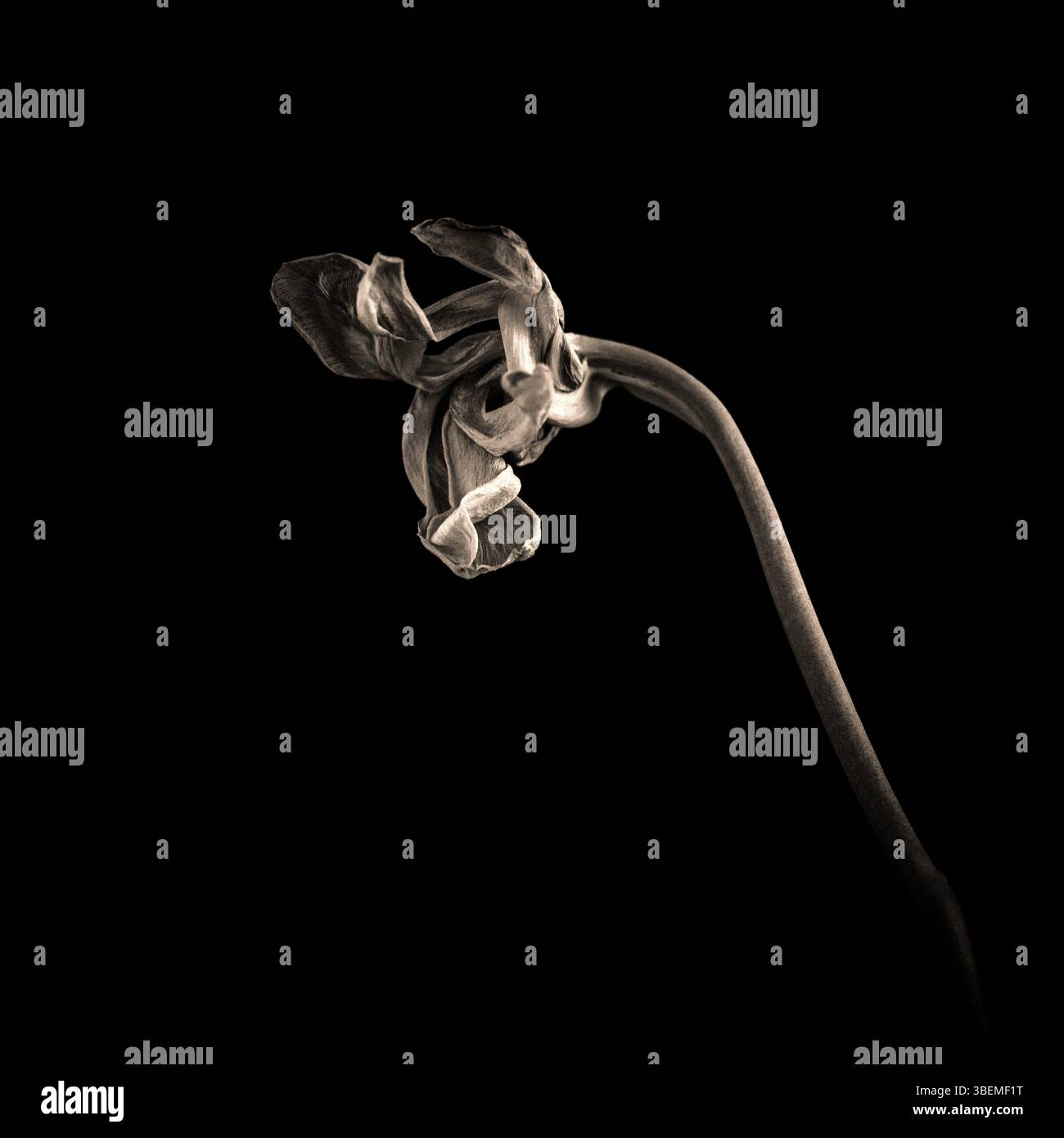 Une tulipe flétrie se plie gracieusement, ses délicats pétales s'enroulant vers l'intérieur et soulignant le contraste entre la vie et la décomposition. Banque D'Images