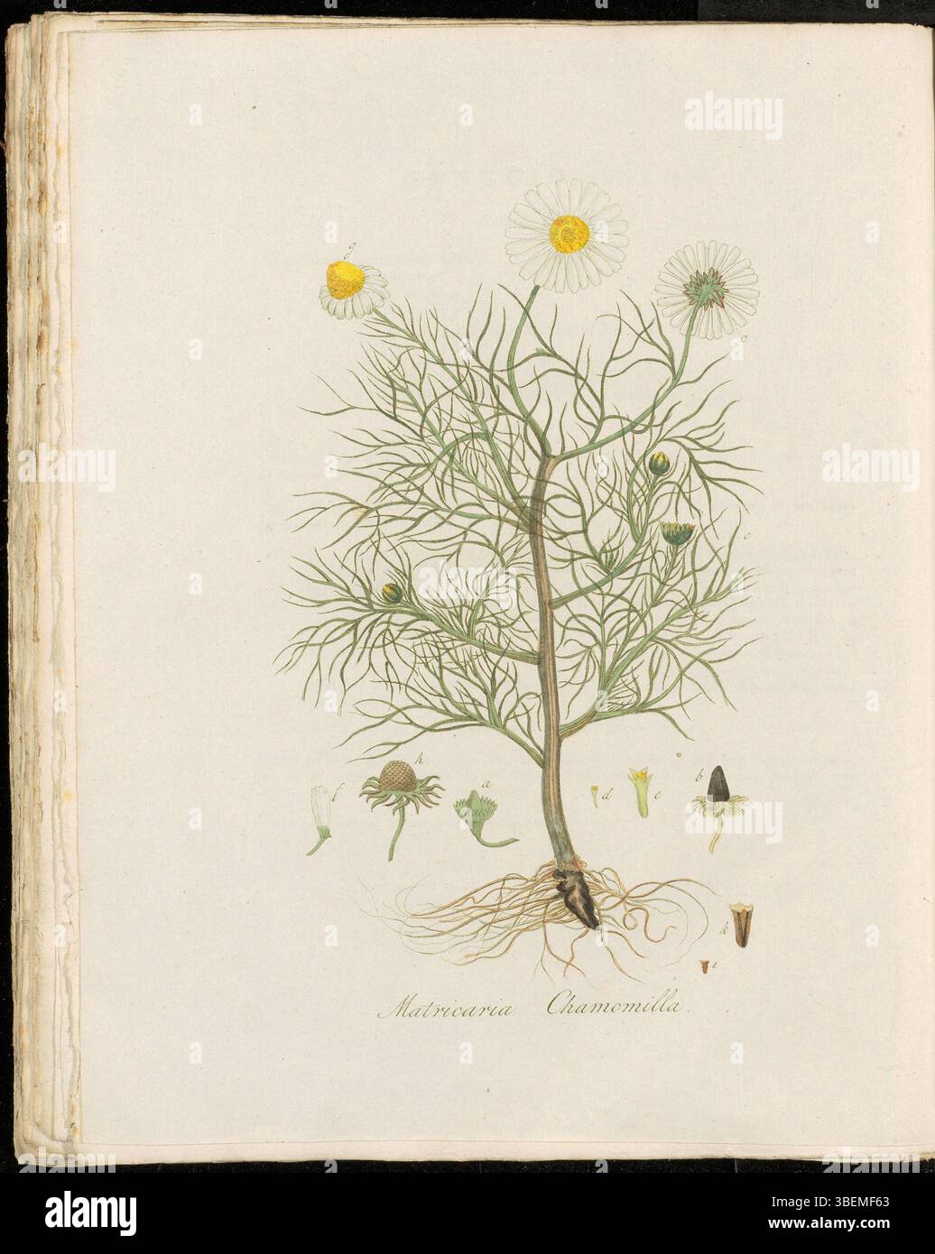 La planche 0290 de Flora Batava volume 4 présente Matricaria chamomilla, connue en néerlandais sous le nom de Kamille Moederkruid ou Echte kamille, une plante médicinale et aromatique largement reconnue. Banque D'Images