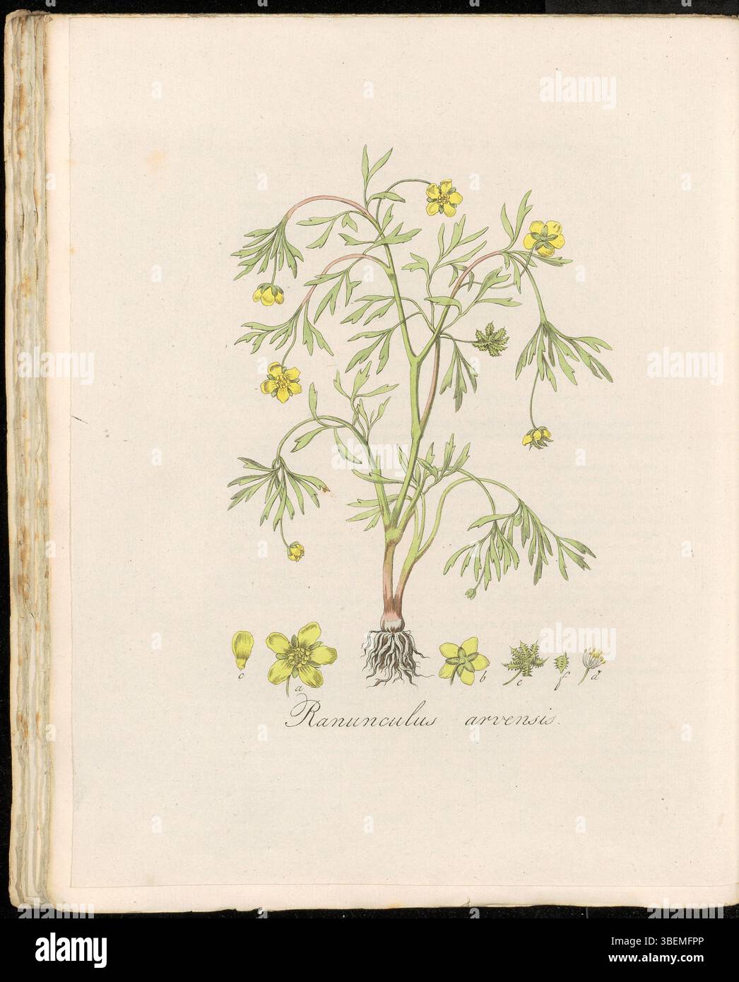 Planche 0289 de Flora Batava volume 4 montre Ranunculus arvensis, également connu en néerlandais sous le nom Akker Ranonkel ou Akkerboterbloem, une espèce de plante à fleurs de la famille des buttercup. Banque D'Images