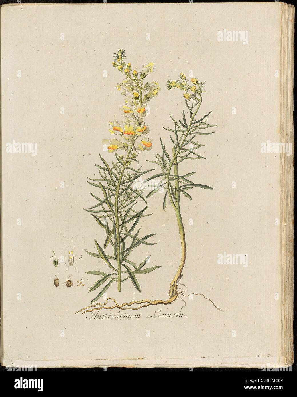 La planche 0176 de *Flora Batava* (volume 3) de Georgius Jacobus Johannes van OS montre la plante *Antirrhinum linaria*, aujourd'hui *Linaria vulgaris*, également connue sous le nom de toadflax commun. L'illustration remonte au début du XIXe siècle. Banque D'Images