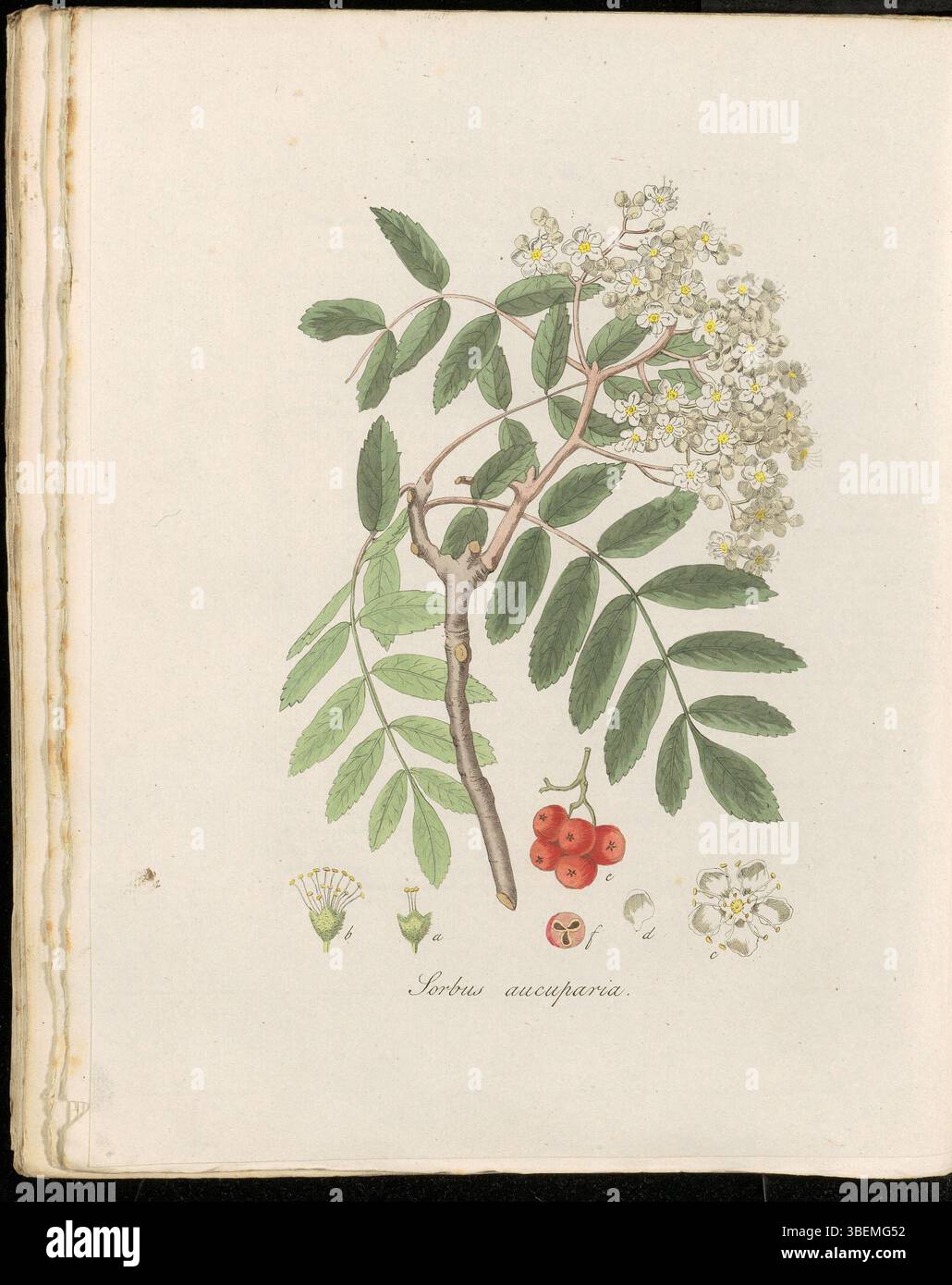 La planche 0292 du volume 4 de Flora Batava montre Sorbus aucuparia, désigné en néerlandais sous le nom de Gemeene Lijsterbeziën-Boom ou Wilde lijsterbes, une espèce d'arbre connue pour ses grappes de baies rouge-orange. Banque D'Images
