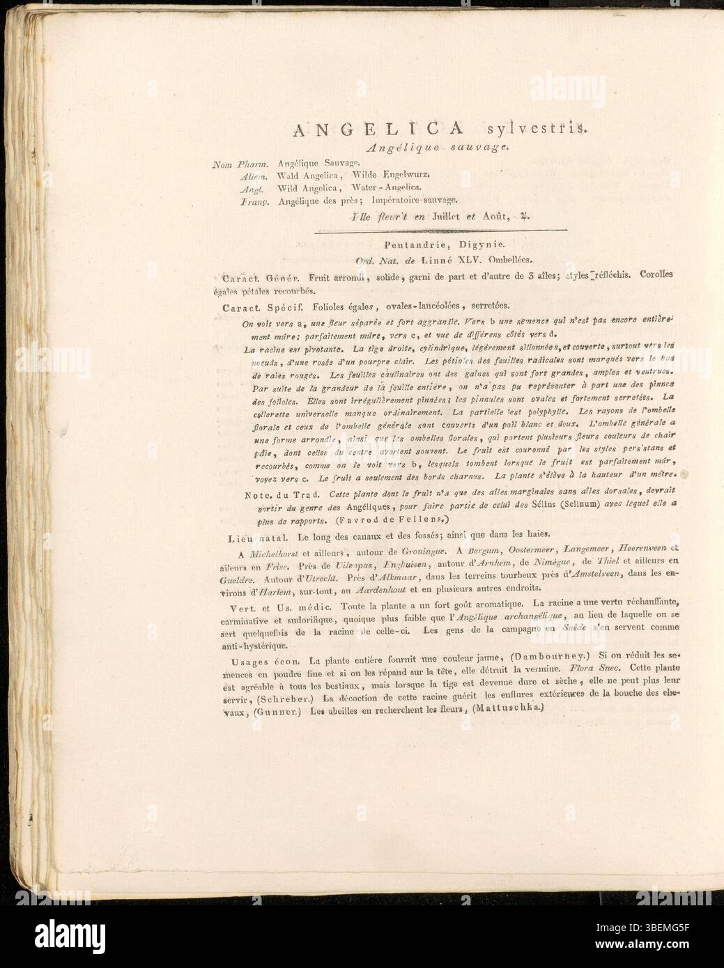 Cette illustration botanique, planche 0311 de Flora Batava de Jan Kops, représente Angelica sylvestris, une plante indigène d’Europe, documentée en 1822. Les travaux de Kops ont contribué de manière significative à l’étude de la flore européenne et à l’illustration botanique. Banque D'Images