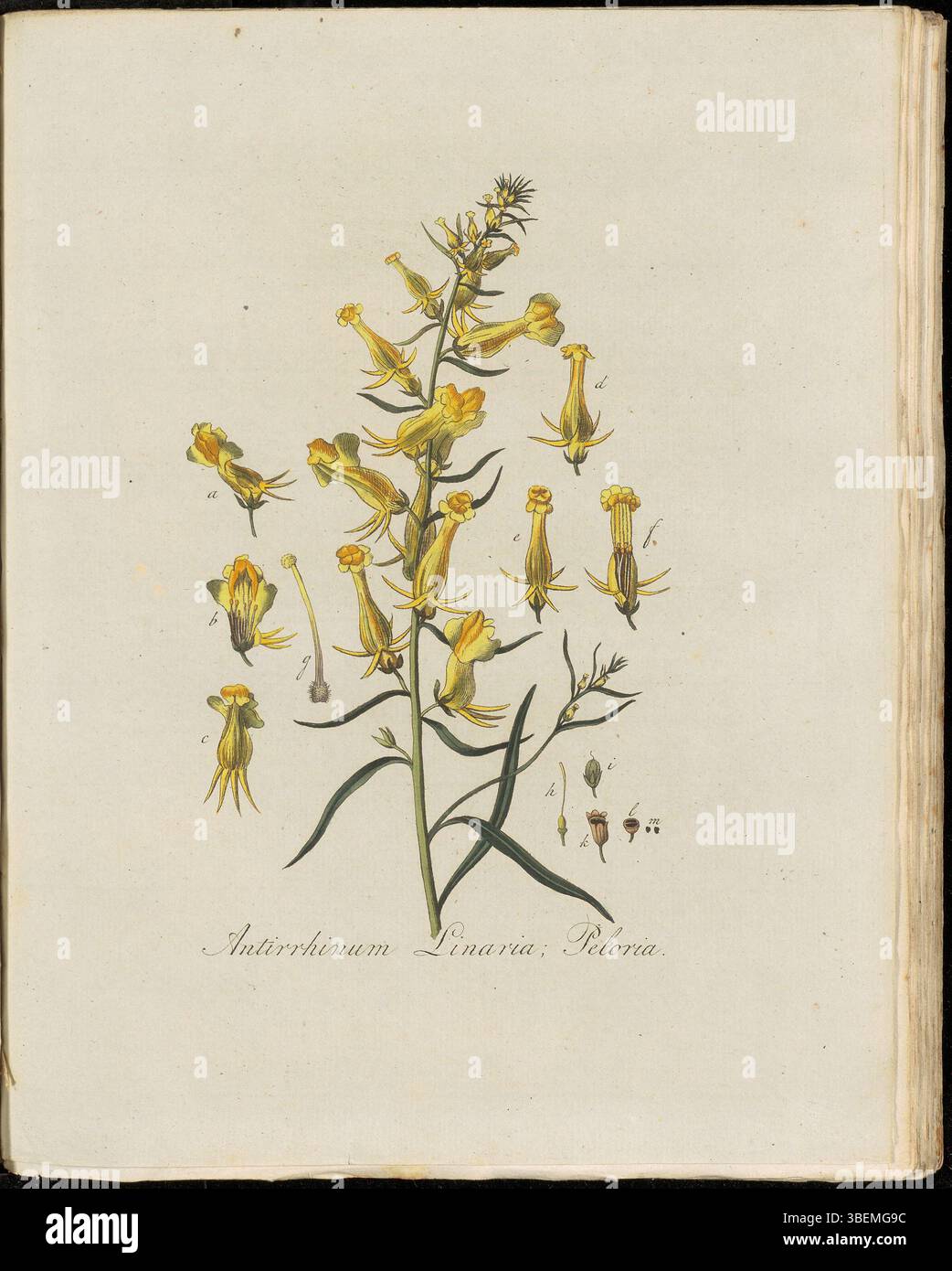 Cette illustration botanique montre *Antirrhinum Linaria, Peloria*, maintenant connu sous le nom *Linaria vulgaris 'Peloria'*. Le nom néerlandais 'Wanschapenheid van de Vlas-Leeuwenbek' correspond à la forme pélorique de la plante. Le dessin de van OS souligne sa forme unique et sa structure florale inhabituelle. Banque D'Images