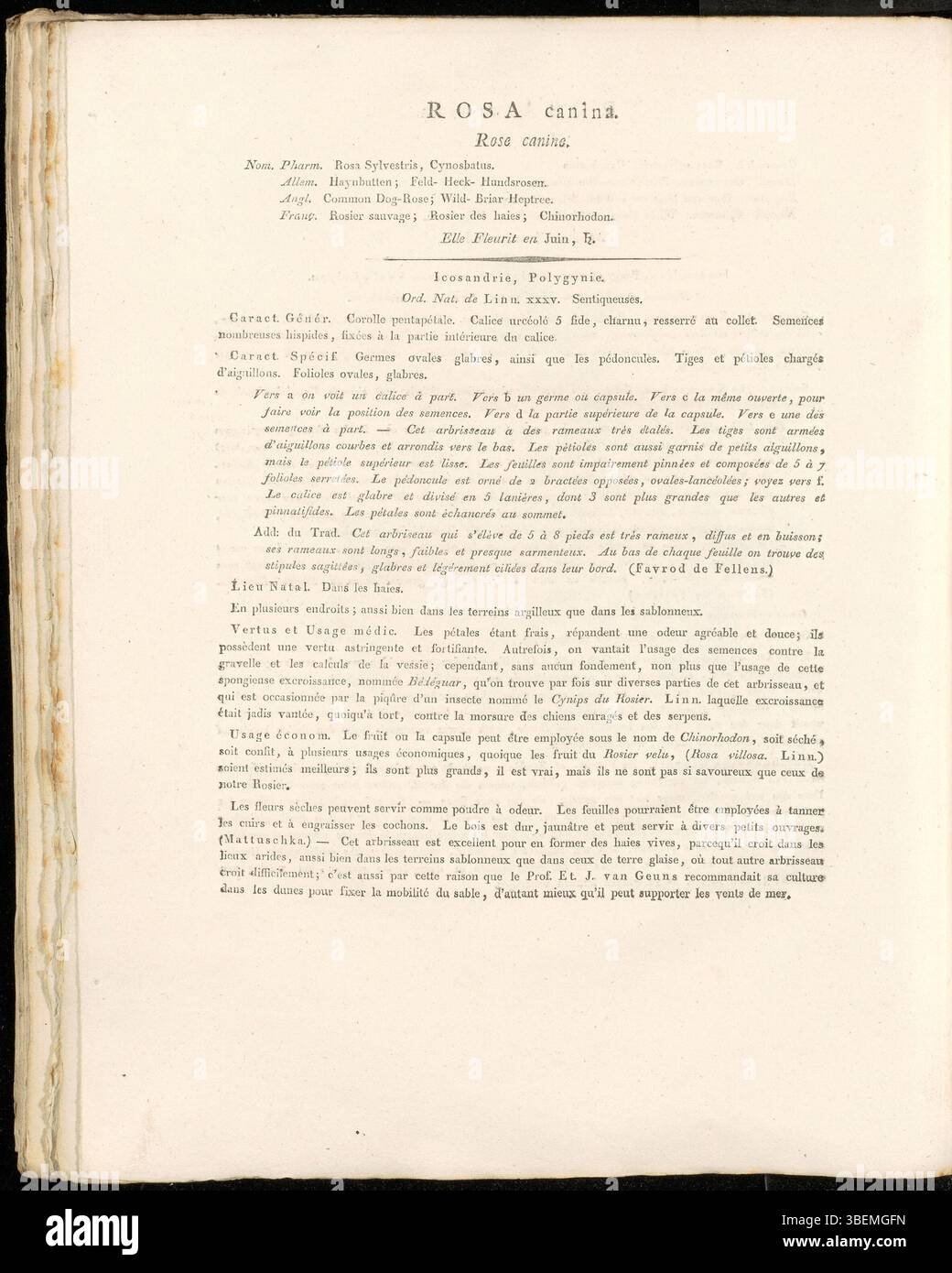 Cette illustration de Rosa canina, également connue sous le nom de rose du chien, est la planche 0309 de Flora Batava de Jan Kops, publiée en 1822. Kops, botaniste estimé, a documenté les caractéristiques de la plante, contribuant ainsi au domaine de l’illustration botanique et à l’étude de la flore indigène. Banque D'Images