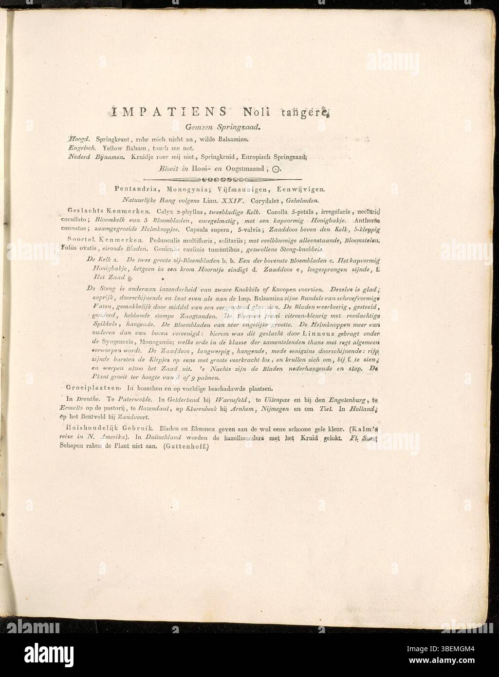 L'illustration de 1822 'Impatiens Noli tangere' de Jan Kops représente la plante touch-me-not, connue pour sa réaction sensible au toucher. L'espèce est originaire d'Europe et d'Asie. Banque D'Images