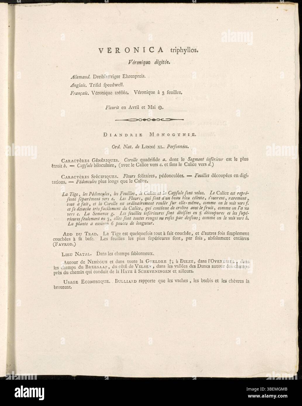 Description botanique française de Veronica triphyllos (Finger Speedwell) par Jan Kops de 1807, incluant la planche 0101 de la série Flora Batava. Banque D'Images